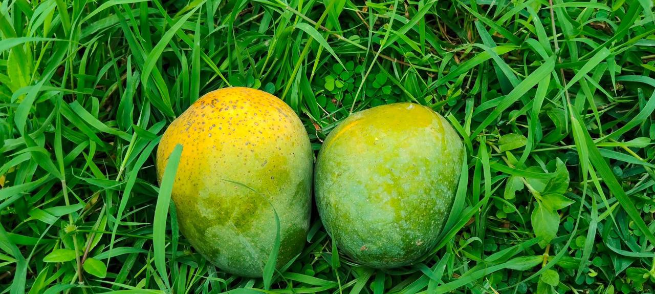 Himsagor Mango