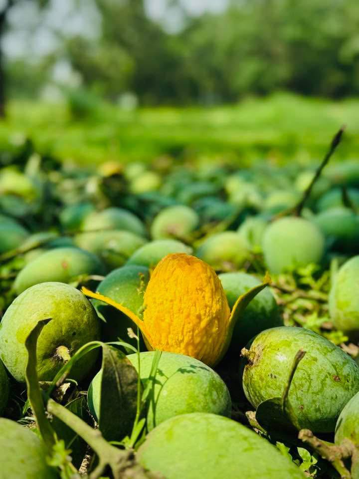 Langra Mango