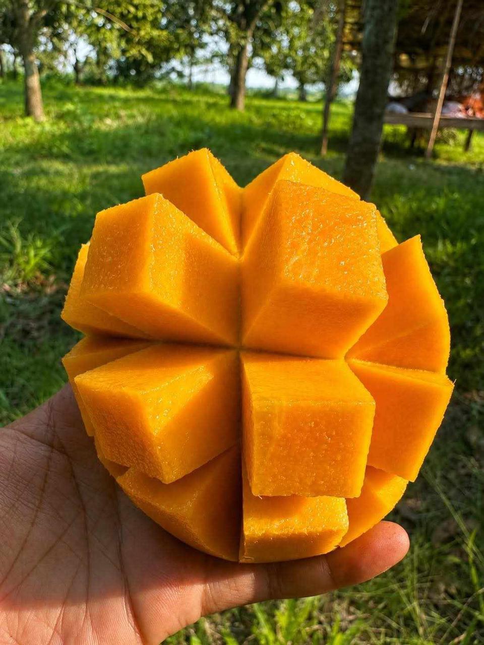 Amrapali Mango
