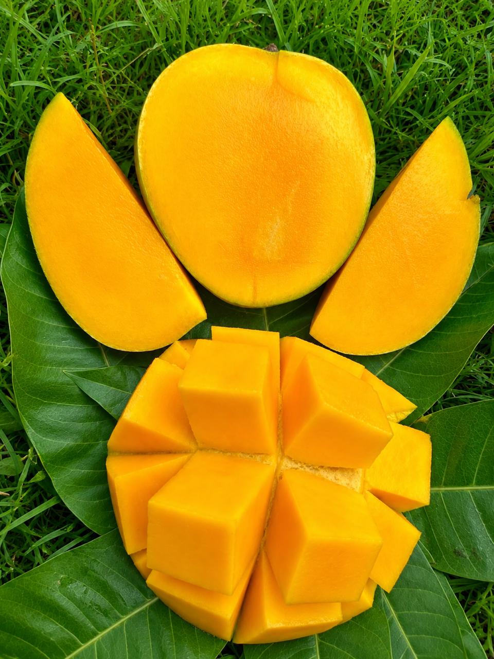 Fazli Mango