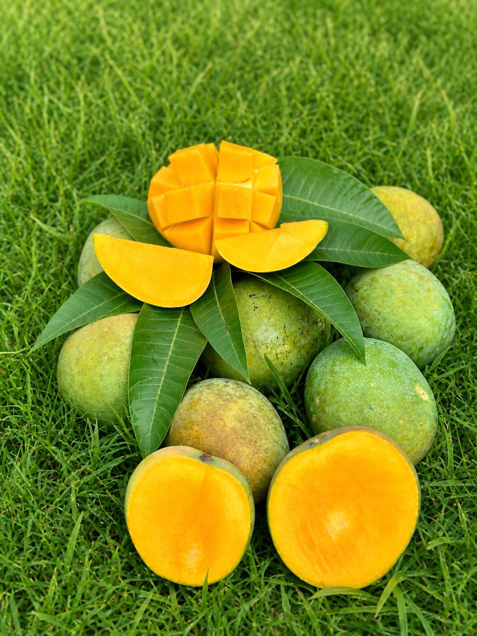 Freshly Picked Mangoes