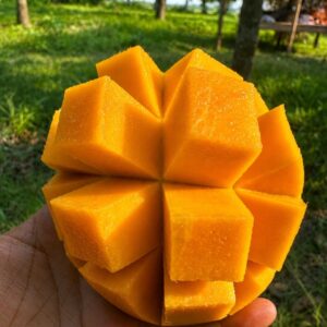 🥭 হিমসাগর আম 11 কেজি