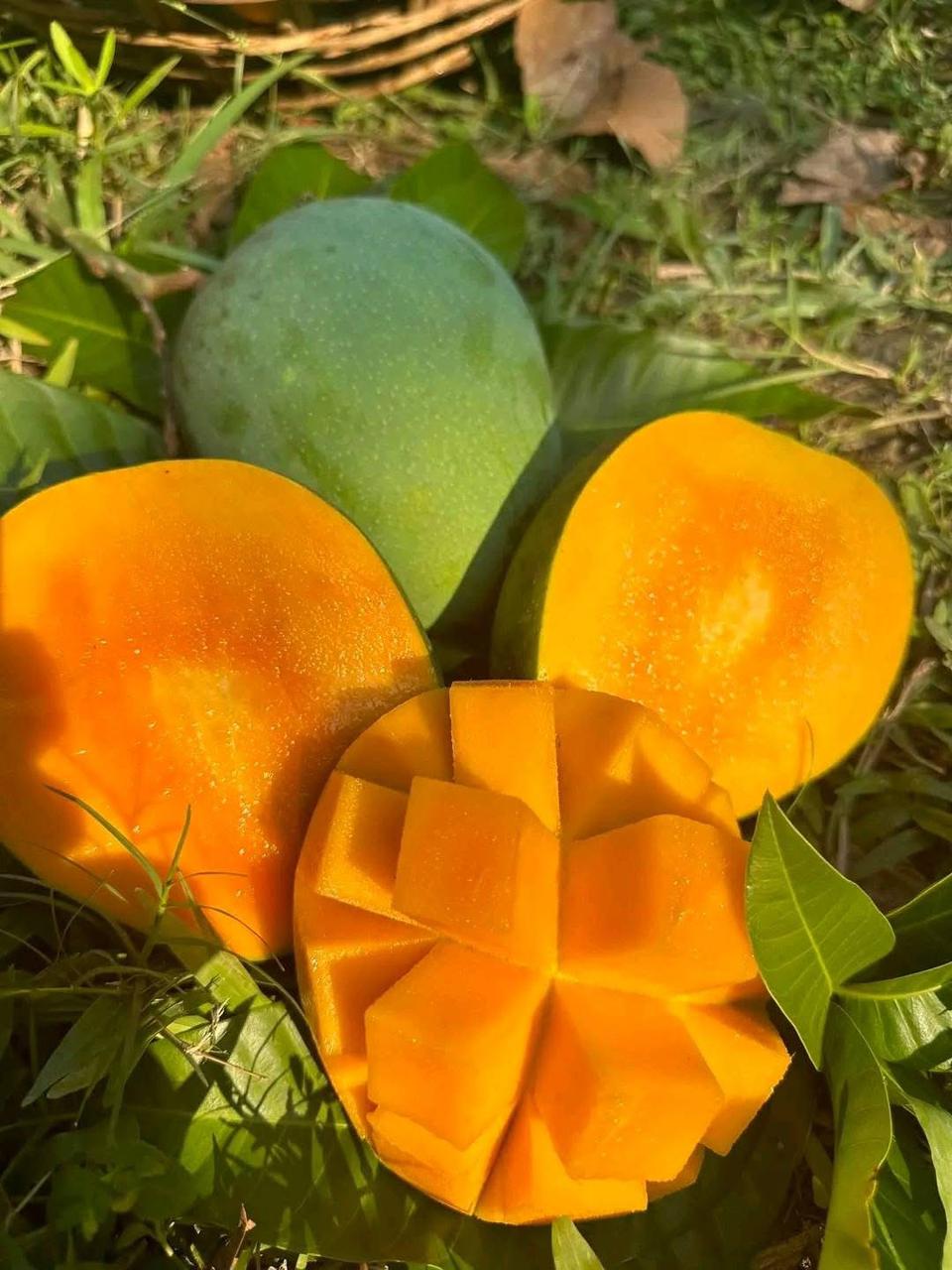 Mango Sorting