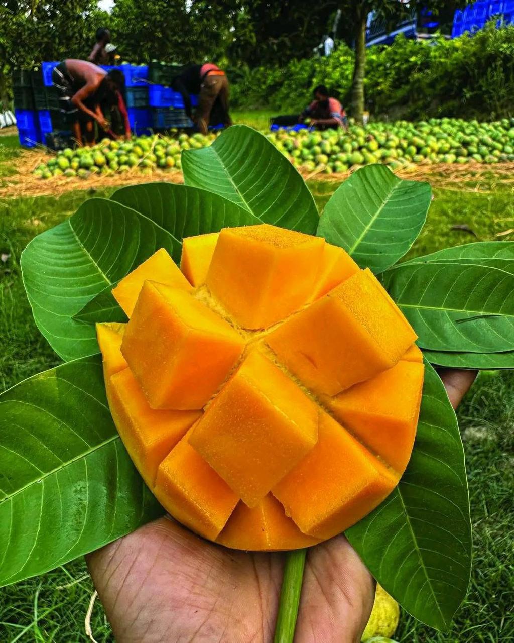 Fresh Harvest