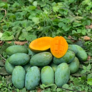 🥭   আম্রপালি আম 22 কেজি